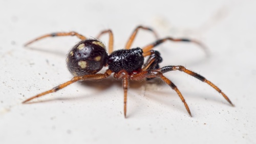 Crustulina guttata