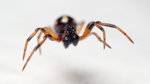 Crustulina guttata