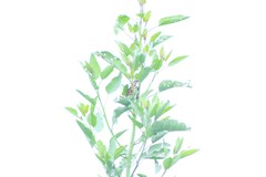 Melospiza melodia