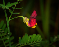 Sesbanieae