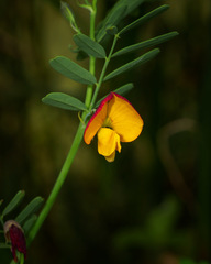 Sesbanieae