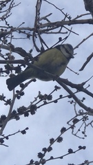 Cyanistes caeruleus