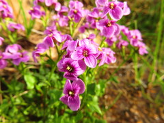 Cardamine purpurea