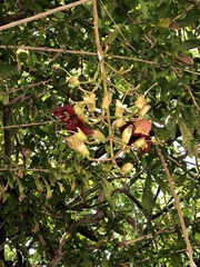 Kigelia africana