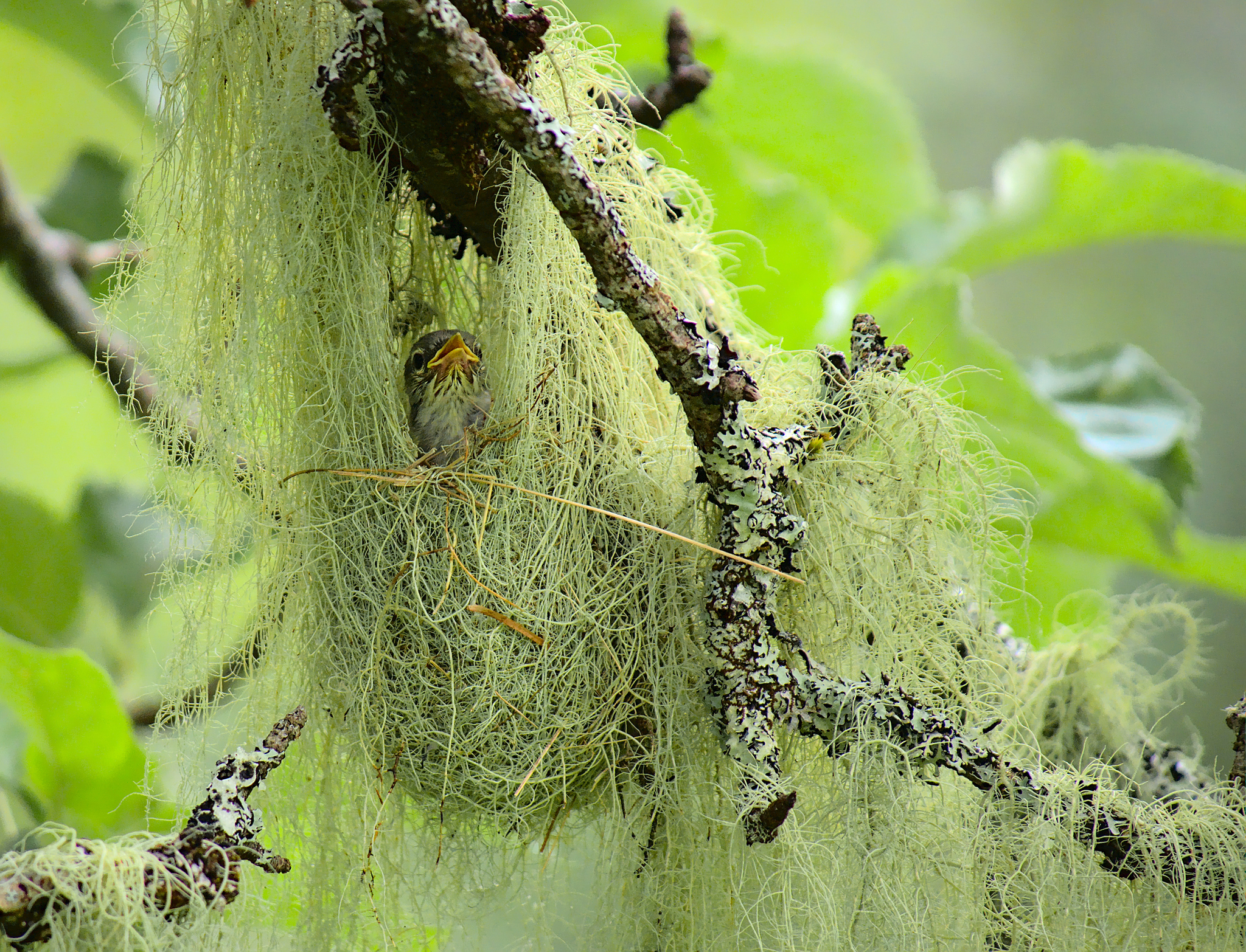 Northern Parula (Setophaga americana)