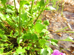 Cardamine purpurea