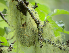 Setophaga americana image