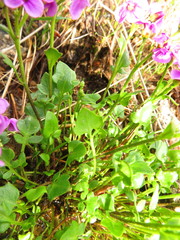 Cardamine purpurea