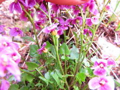 Cardamine purpurea