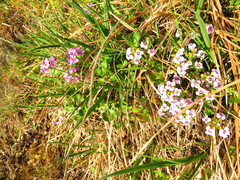 Cardamine purpurea
