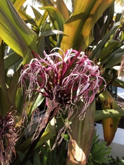 Angiospermae