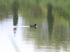 Fulica americana
