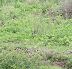 Passer domesticus