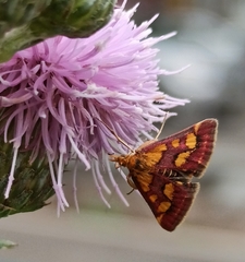 Pyrausta purpuralis