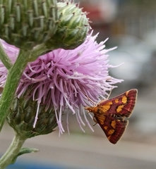 Pyrausta purpuralis