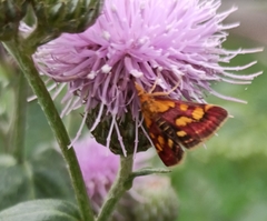 Pyrausta purpuralis