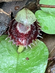 Corybas pruinosus