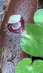 Corybas pruinosus
