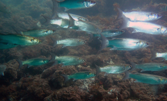 Gracilimugil argenteus