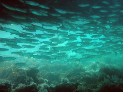 Gracilimugil argenteus