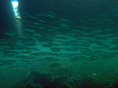 Gracilimugil argenteus