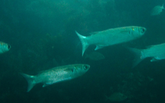 Gracilimugil argenteus