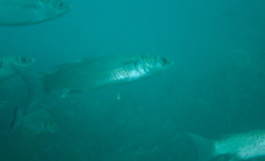 Gracilimugil argenteus