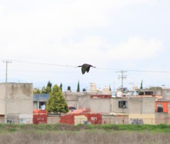 Plegadis chihi