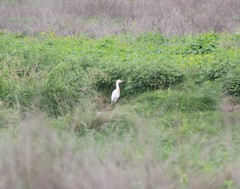 Bubulcus ibis