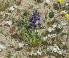 Lupinus odoratus