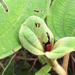 Trachelophorus giraffa