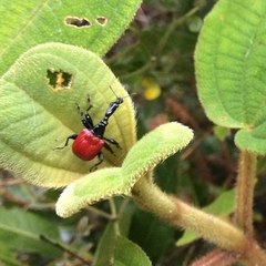Trachelophorus giraffa