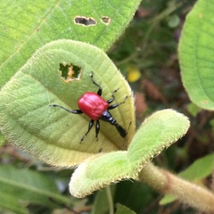 Trachelophorus giraffa