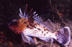 Neosebastes bougainvillii