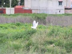 Bubulcus ibis