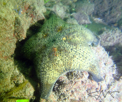 Anthenea sidneyensis