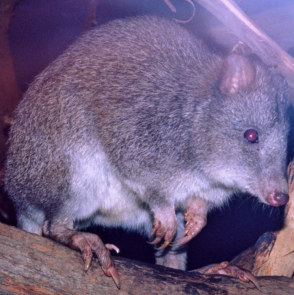 Long Footed Potoroo From Healesville Sanctuary On March 18 1986 At 01   Large.JPG