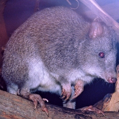 Potorous longipes