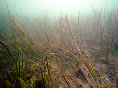 Zostera capricorni
