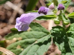 Scutellaria pekinensis