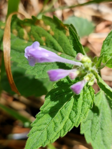 Image of Scutellaria pekinensis by (c) zhangshen, some rights reserved (CC BY)