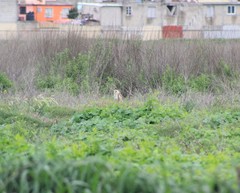 Tyto alba