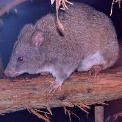 Potorous longipes
