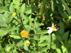 Melissodes bimaculatus