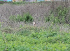 Tyto alba