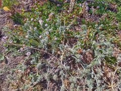 Eryngium aristulatum