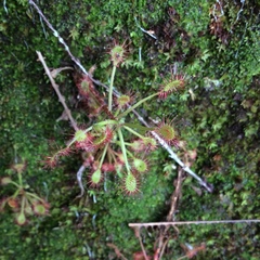 Drosera madagascariensis