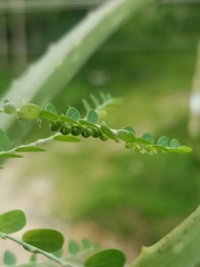 Phyllanthus niruri