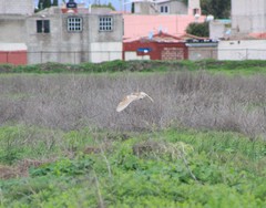 Tyto alba