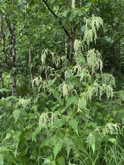 Koenigia alaskana